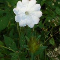 Ipomoea pes-tigridis L.